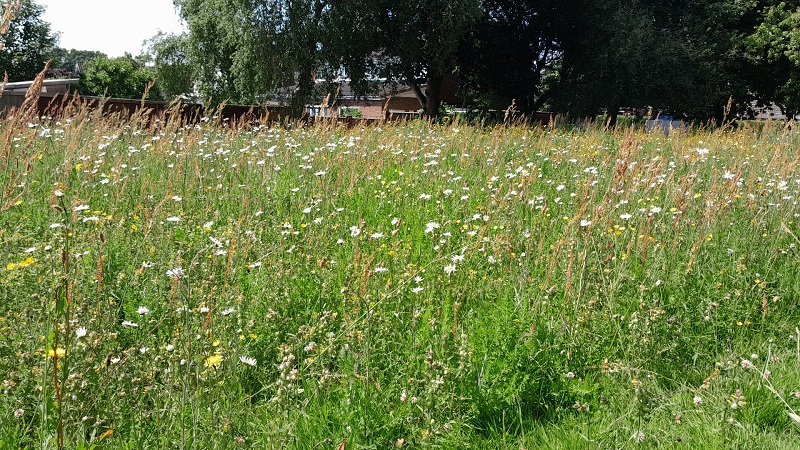 Wildflowers at Bryn Road, Mynydd Isa