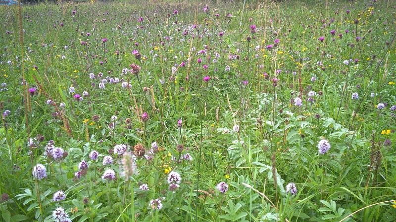 Wildflowers at Buckley Common