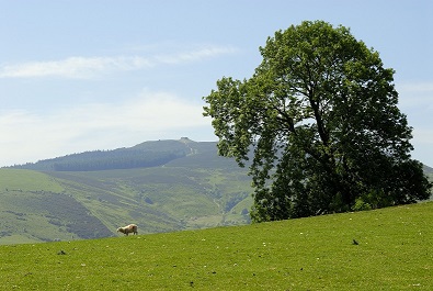 Rhaglen Digwyddiadau Cefn Gwlad